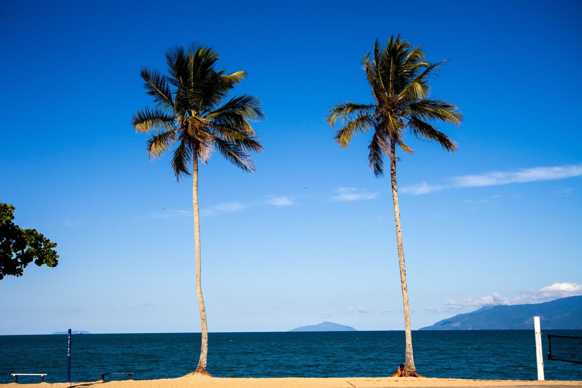 Palm trees against a clear blue sky